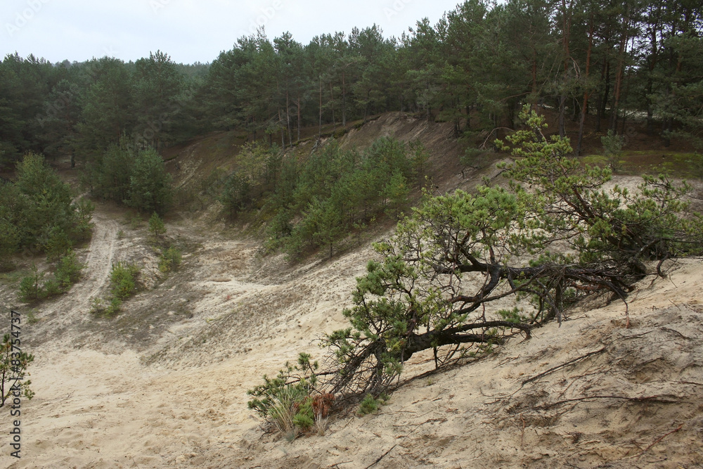 Fototapeta premium Sandy hill on top of which grow coniferous forest.