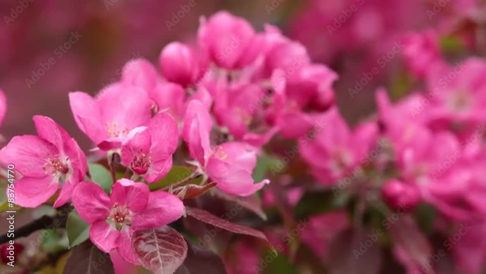 Branch of Blooming Apple Tree Branch of Blooming Apple Tree