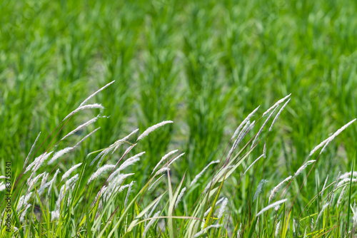 Stalks of Grass