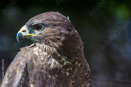 Falcon with blurred background