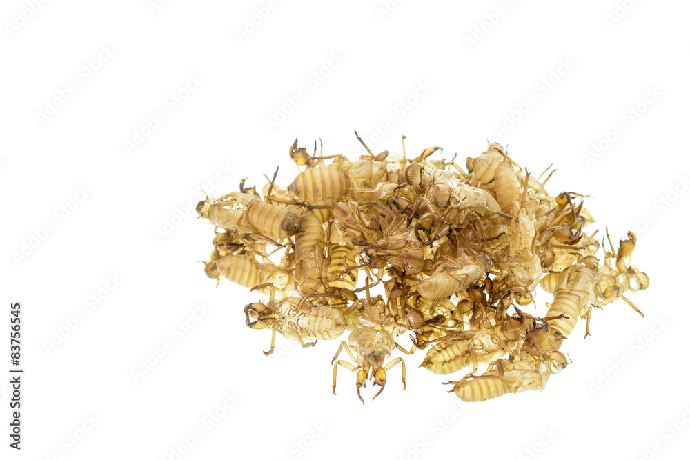 Cicada slough or molt isolated on white background Cicada slough or molt isolated on white background