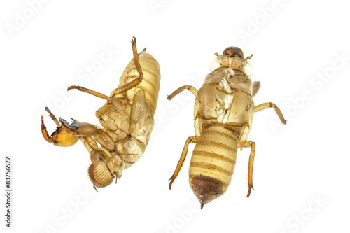 Cicada slough or molt  isolated on white background