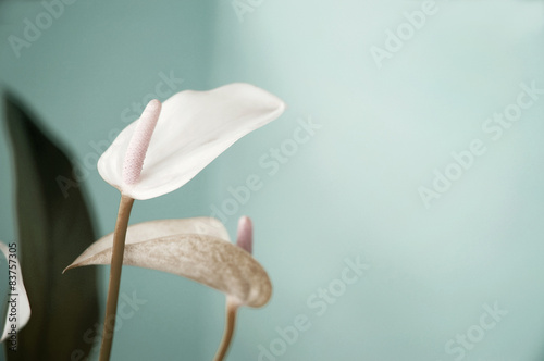 Canvas Print pastel color of anthurium flower