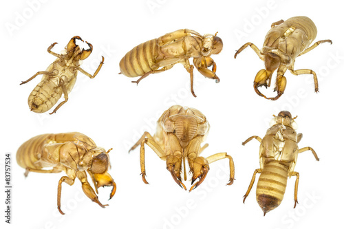 set of Cicada slough or molt  isolated on white background