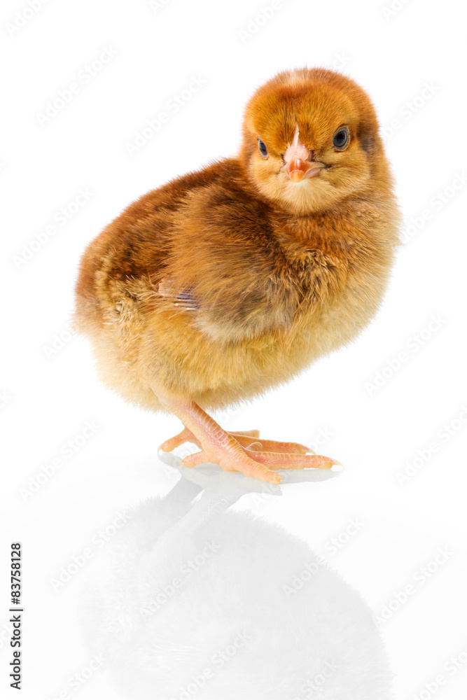 Obraz premium Brown newborn chicken on reflective white