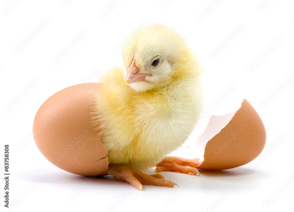 Fototapeta premium Żółty kurczak wylęgający się z jajka