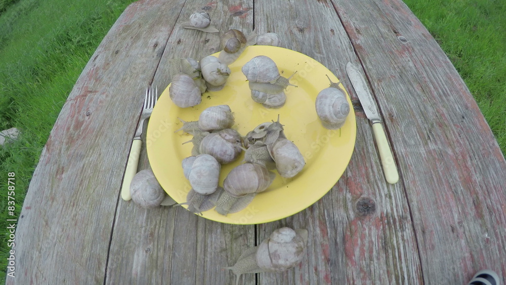 group french snails (Helix pomatia) in ceramic plate on garden table. Timelapse 4K Stock ビデオ