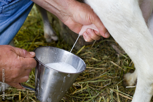 Fotografie, Obraz Goat milking
