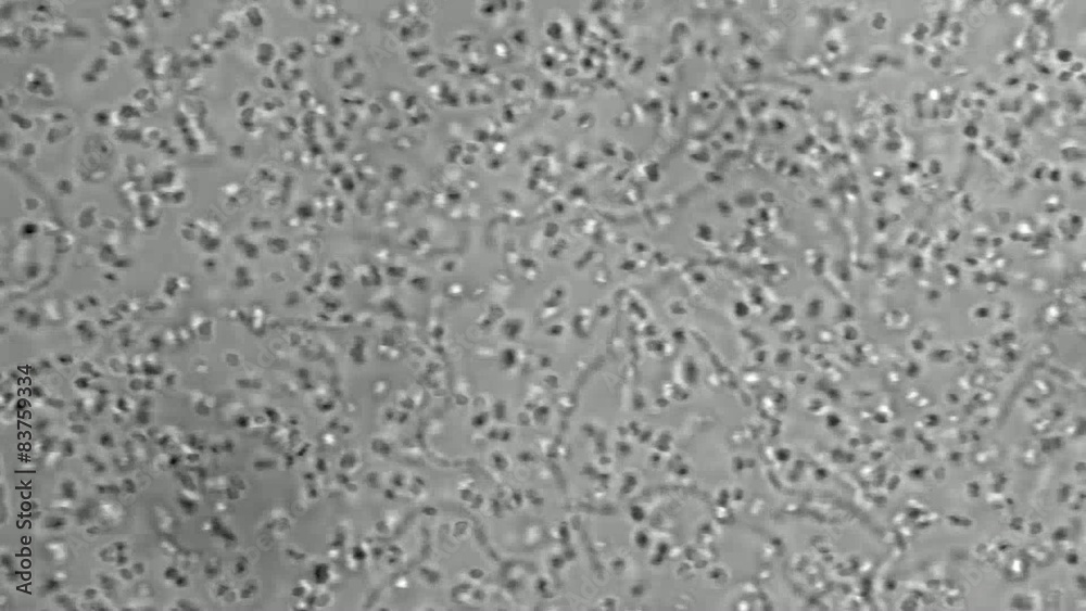 Movement of cells in the culture of yeast
Movement of cells in the culture of yeast