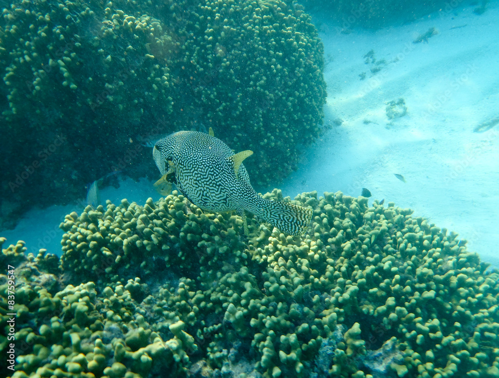 Fototapeta premium Maldivian Fish