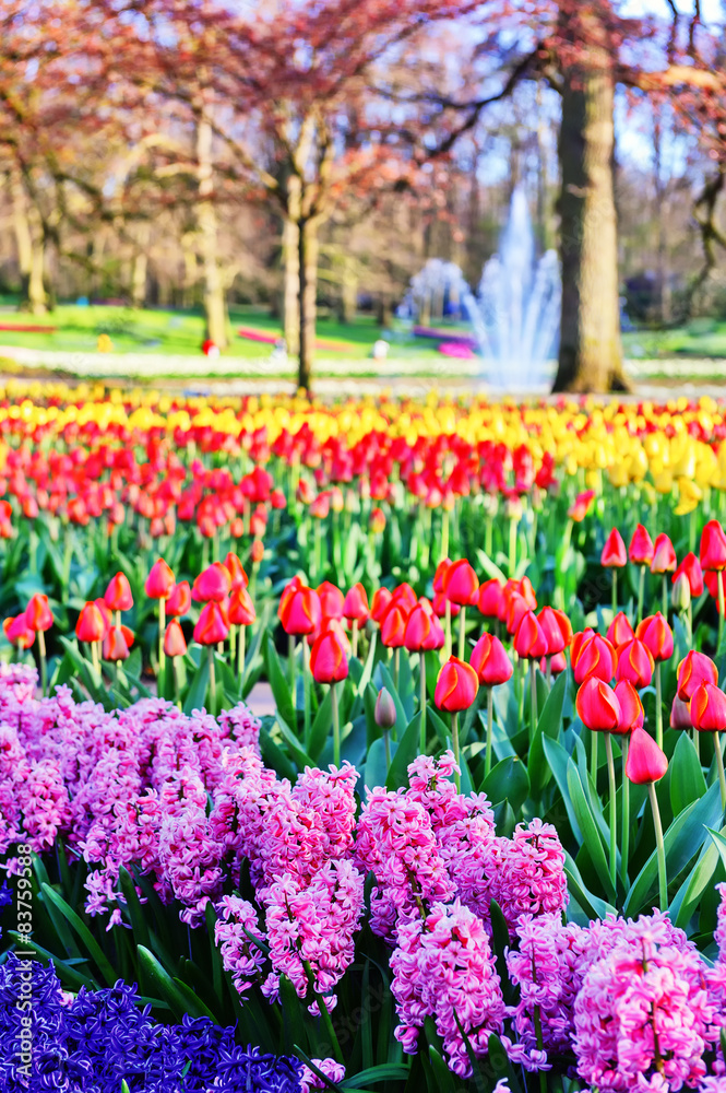 Spring landscape with hyacinths and multicolor tulips
