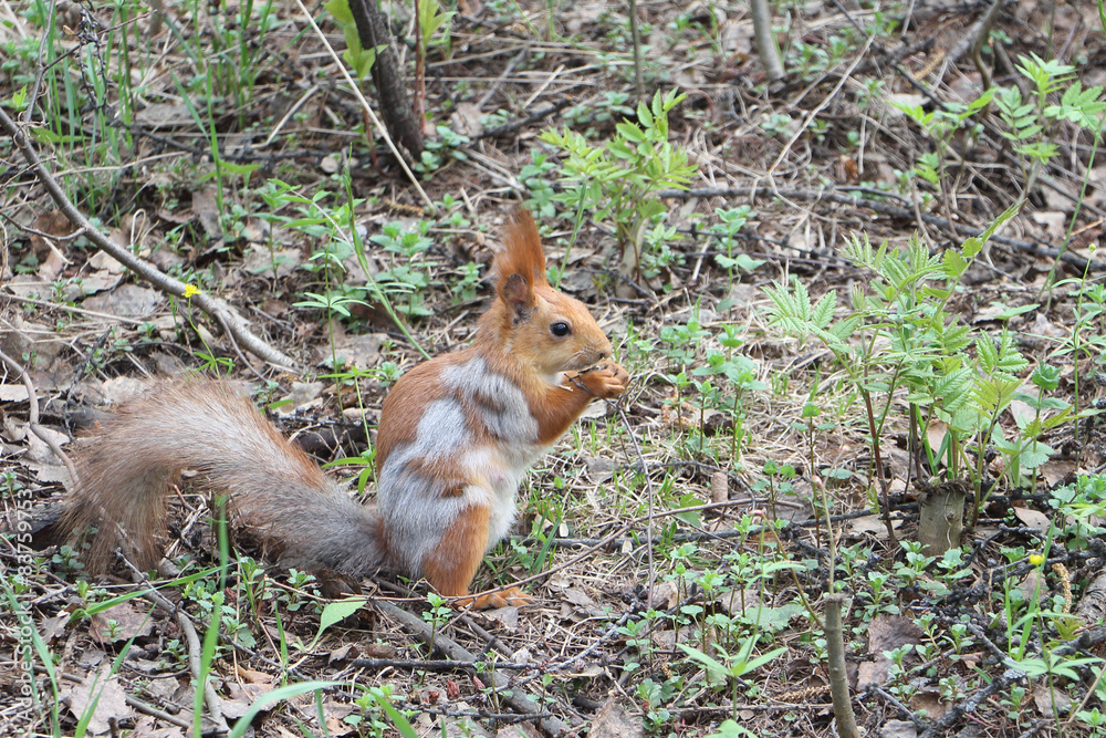 The fading red squirrel in the spring wood gnawing a forage The fading red squirrel in the spring wood gnawing a forage
