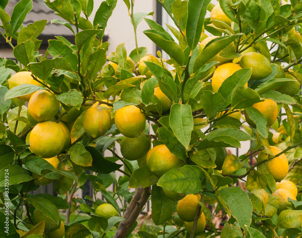 Ripe lemons hanging on a tree