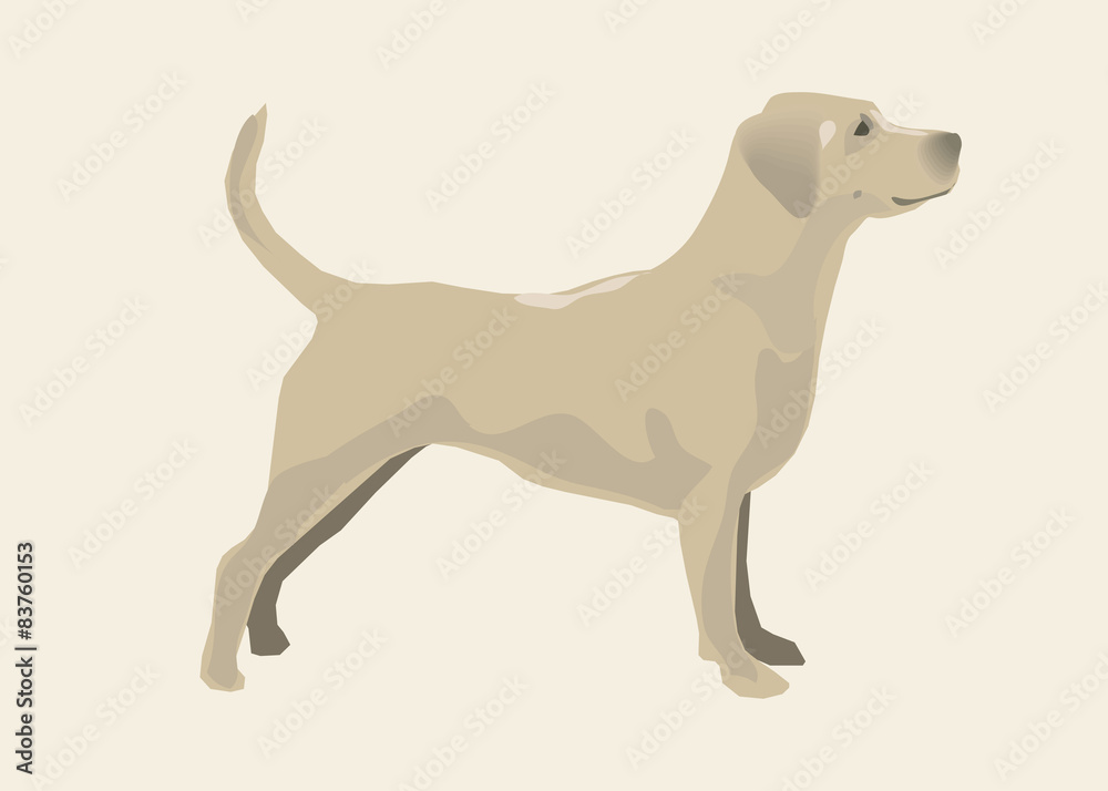 Golden retriever. Vector