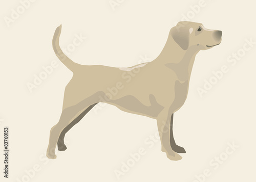 Golden retriever. Vector