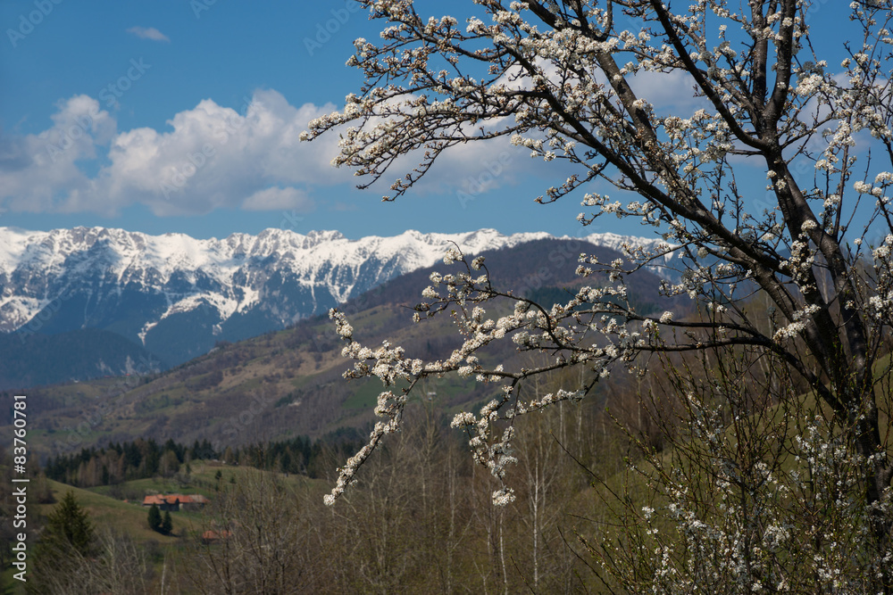 blossom tree in mountains blossom tree in mountains