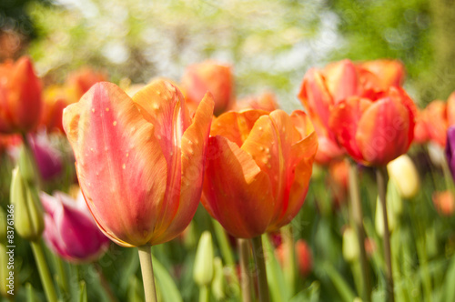 champ de tulipes en gros plan