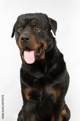 Dog rottweiler