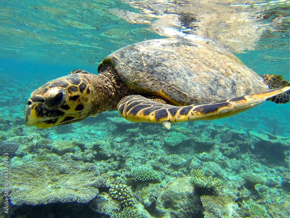 Fototapeta żółw morski