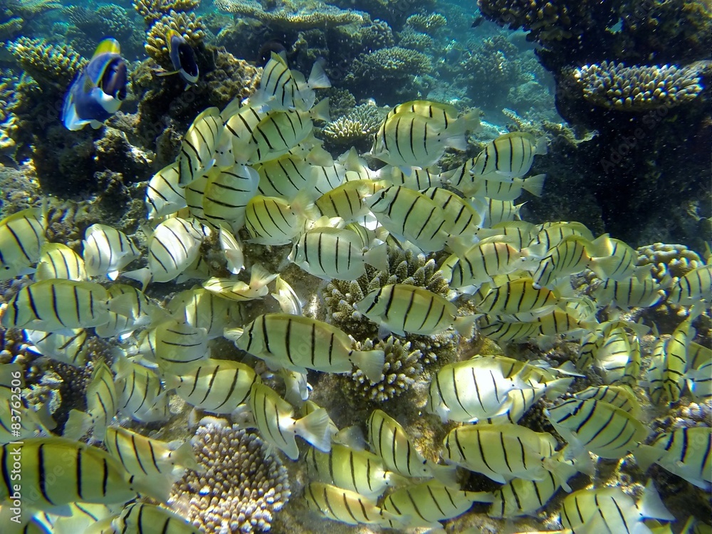 Fototapeta rafa koralowa Malediwy