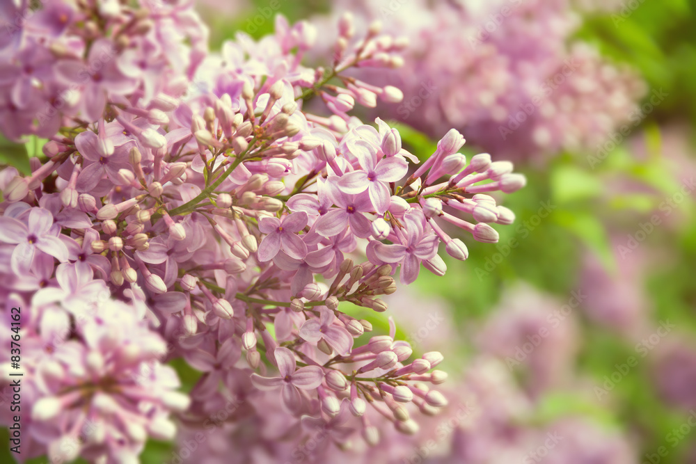 Toned Blurred Purple Liliac Blossoming Flower Background. Toned Blurred Purple Liliac Blossoming Flower Background.