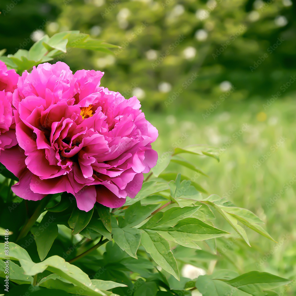 Blossom Pink Peony. Spring Flowers in the Park. Blossom Pink Peony. Spring Flowers in the Park.
