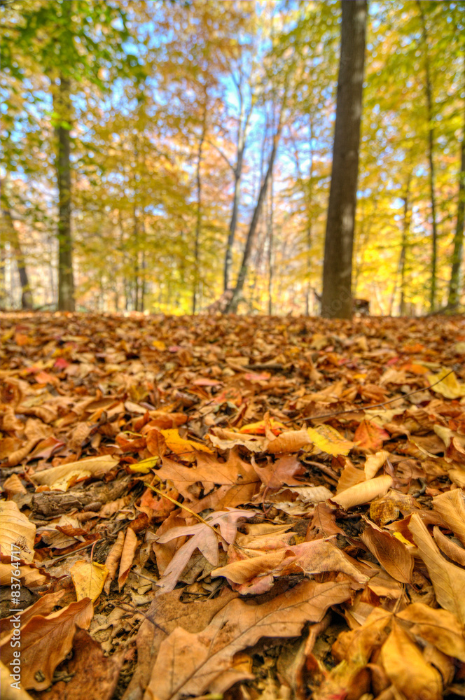 Accotink Park, Virginia