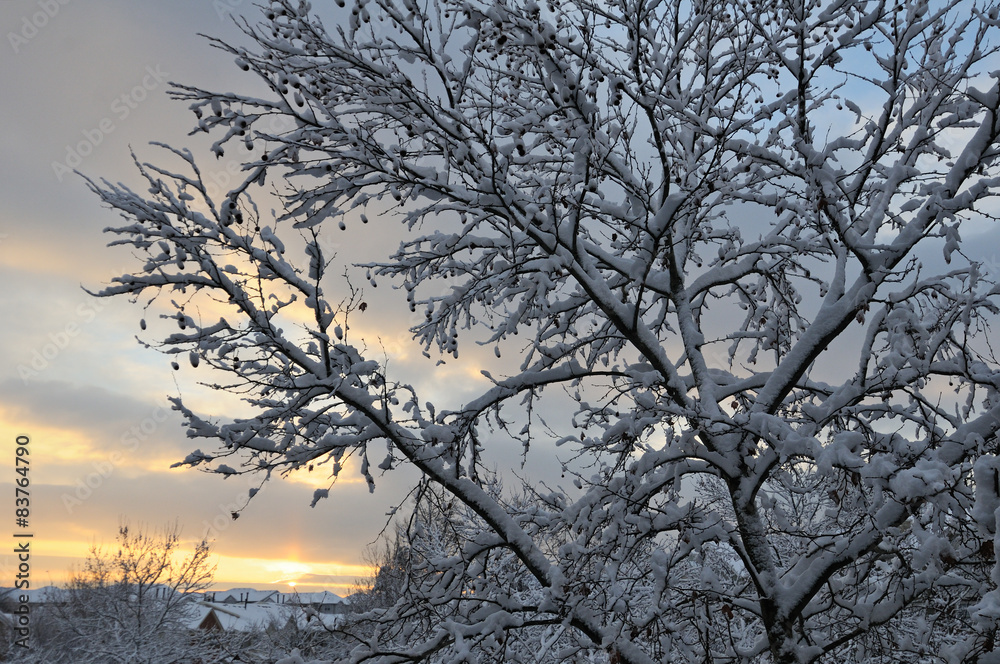 Obraz premium Tree