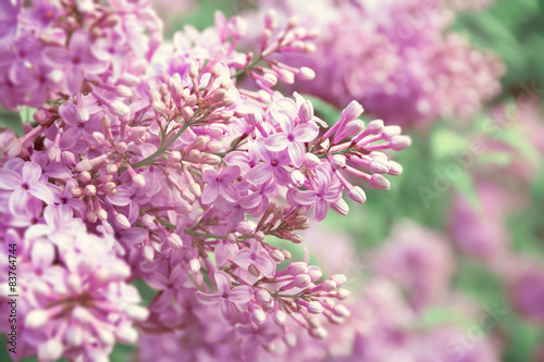 Toned Blurred Purple Liliac Blossoming Flower Background.