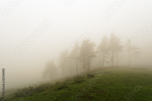Wallpaper Mural trees with fog on hill Torontodigital.ca