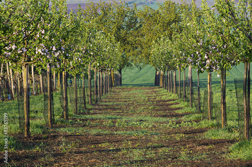Fototapeta Naklejka Na Ścianę i Meble -  Blossoming apple tree garden