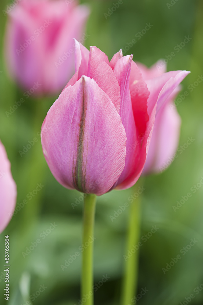 Pink beautiful tulips Pink beautiful tulips