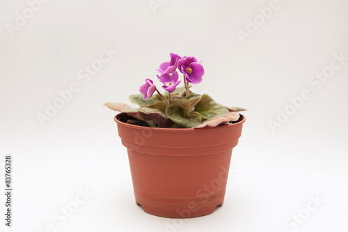 Violet in a pot 