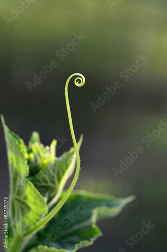 Spiral tendrils of the cucumber