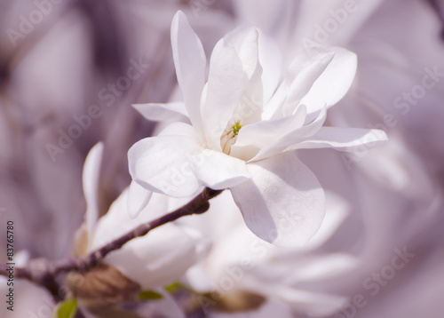 Fototapeta Magnolia białe kwiaty