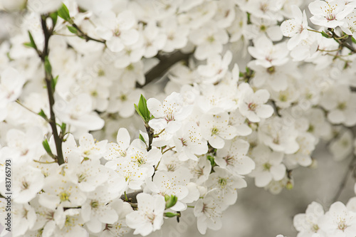 Apricot tree flower