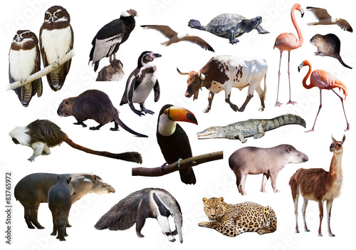 Set of South American animals over white