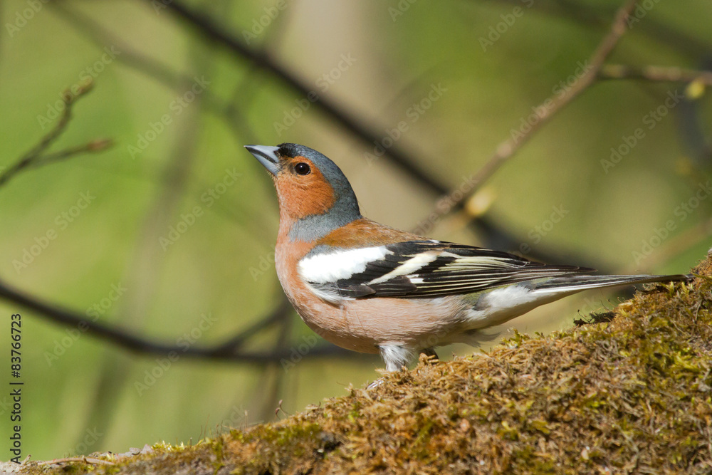 Common Chaffinch on the stump Common Chaffinch on the stump