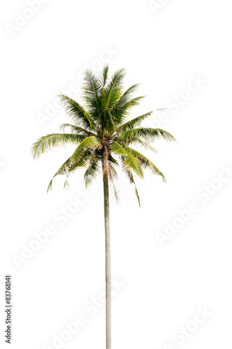 Coconut palm tree  Coco green leaves isolated