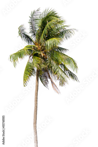 Coconut palm tree  Coco green leaves isolated