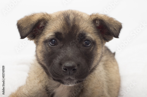 cute puppy on a white background