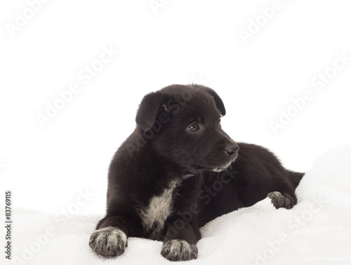 puppy on a white bedspread