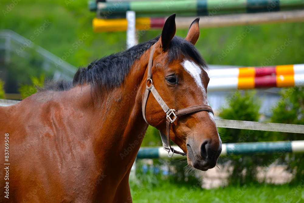 Fototapeta premium Cheval équestre