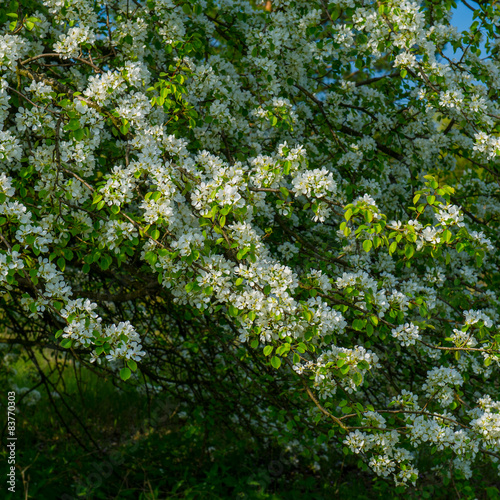 blooming wild pear trees