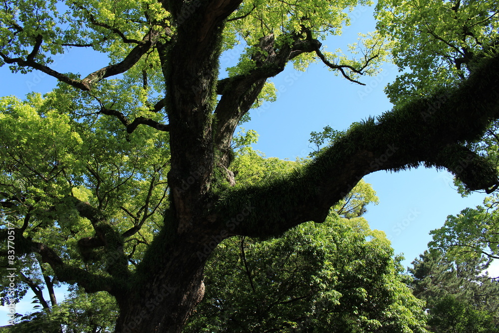 Fototapeta premium 大阪観光 住吉大社