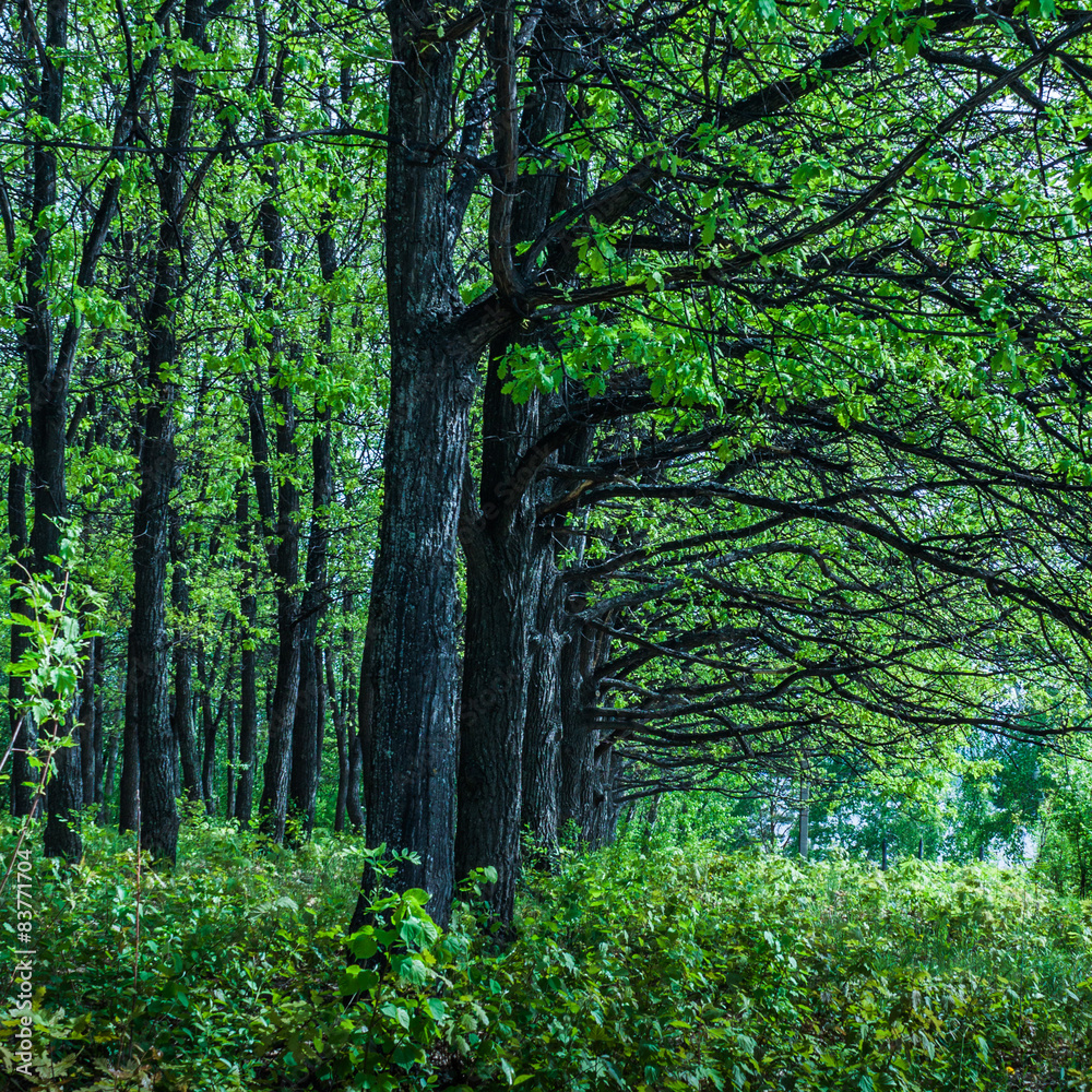 Fototapeta premium oak flags