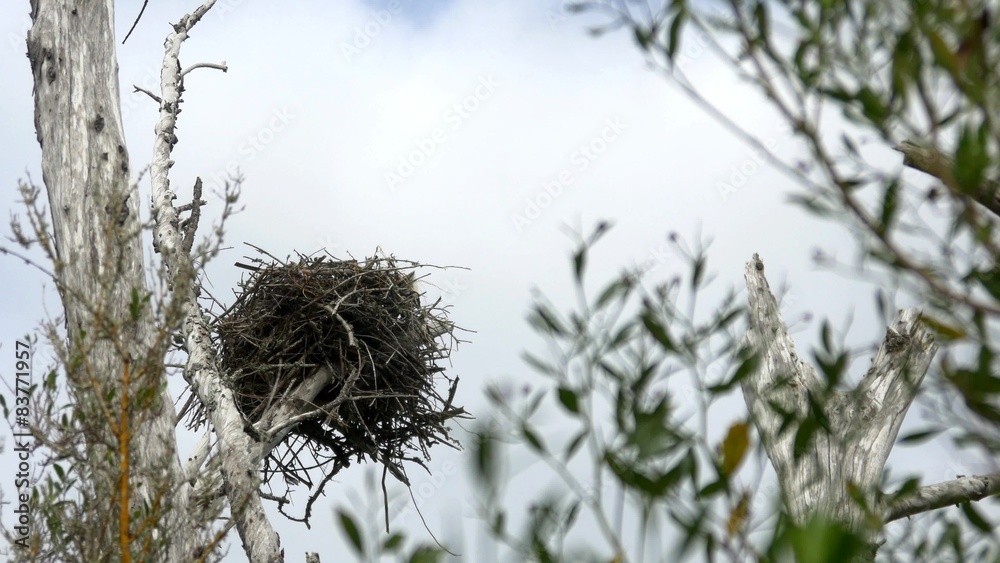 Osprey bird nest in dead tree blows in wind, WIDE, 4K