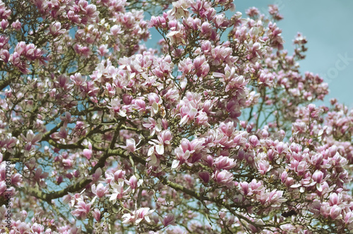 Blooming magnolia tree detail  vintage background