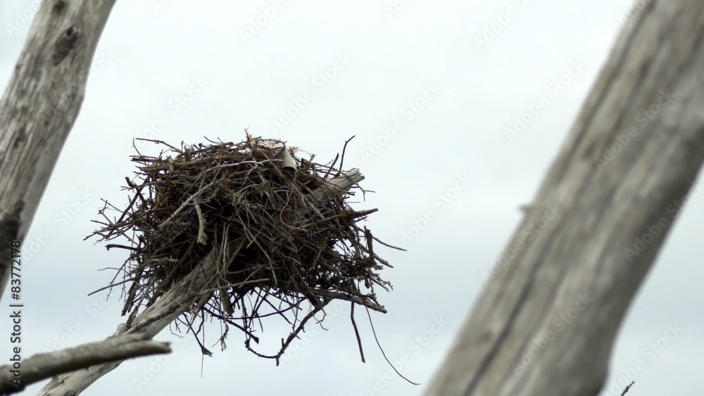 Osprey bird nest in dead tree blows in wind, CLOSE, 4K