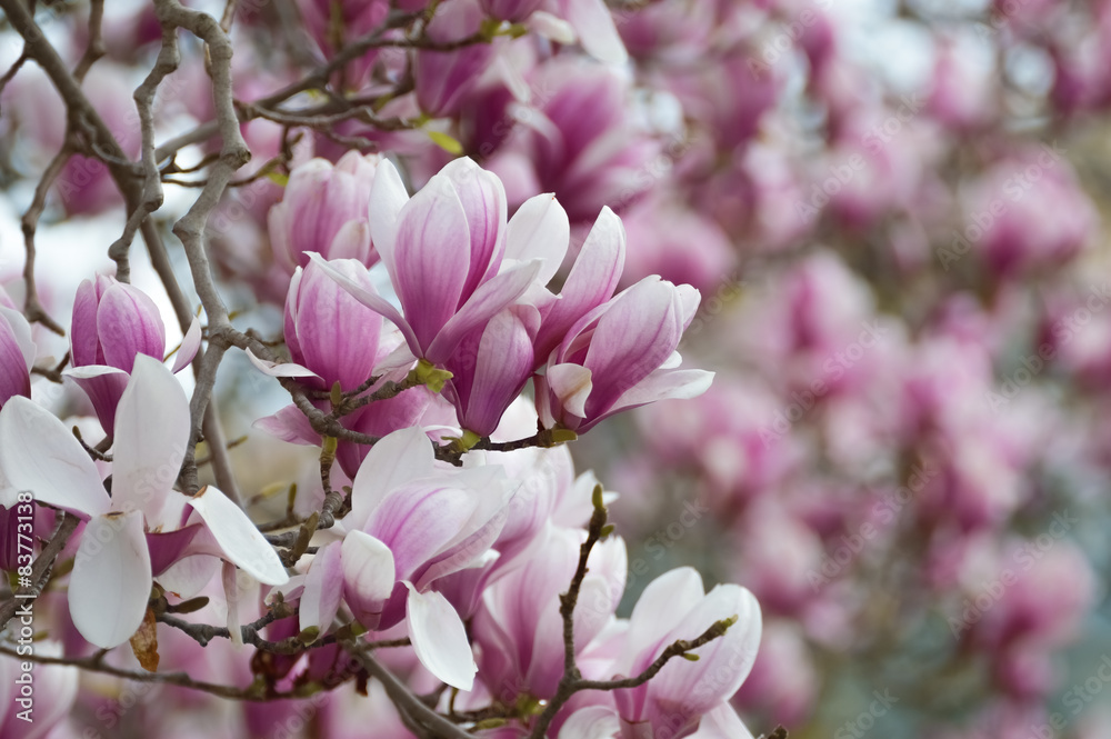 Old magnolia tree full of flowers, pink and white - obrazy, fototapety, plakaty 